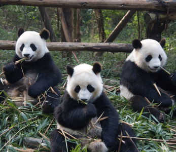 Giant Panda Adventure: Beijing, Xi'an, Chengdu & Shanghai