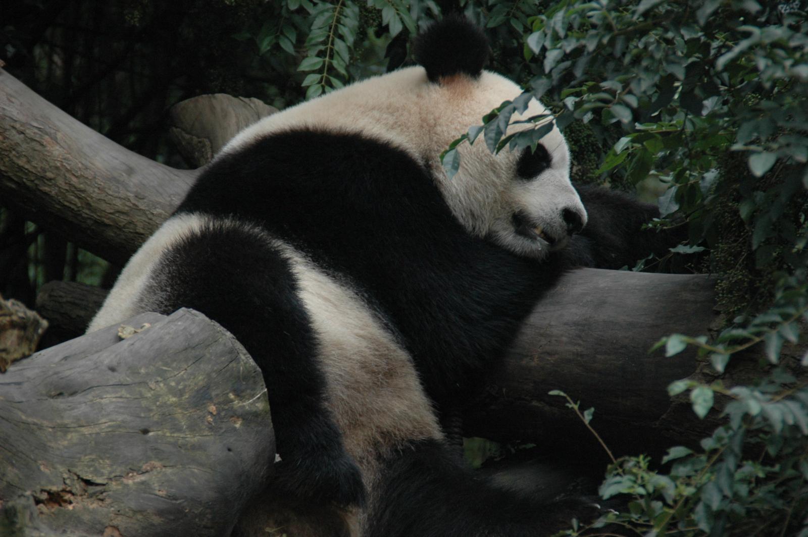 Giant Panda Adventure: Beijing, Xi'an, Chengdu & Shanghai