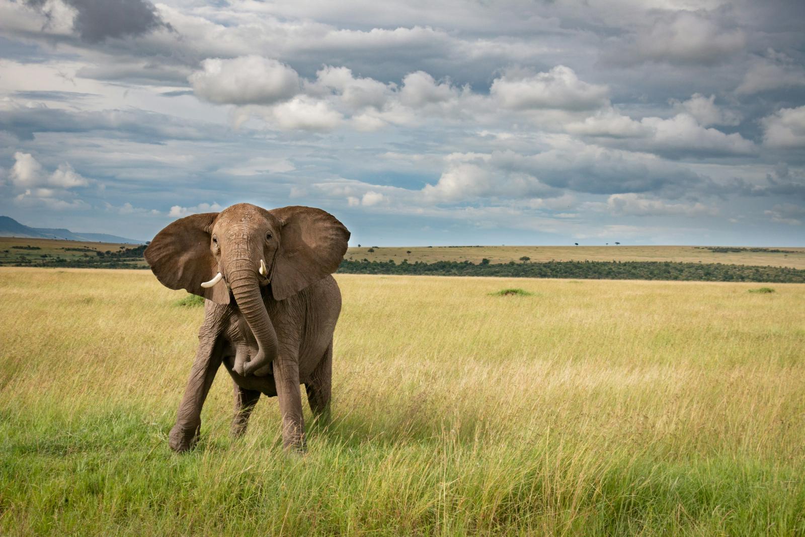 Amboseli & Masai Mara Safari + Siyam World Maldives Luxury