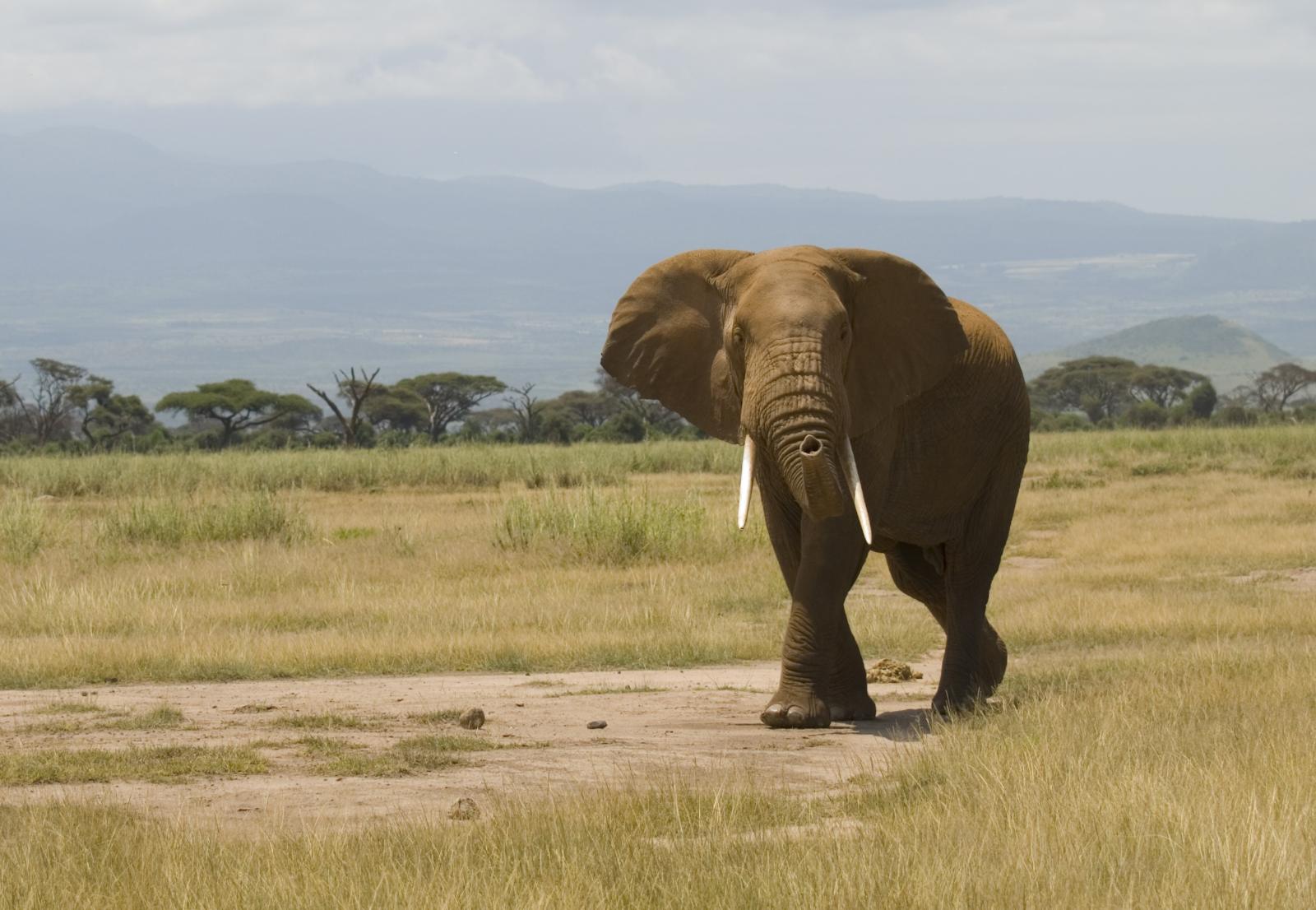 Amboseli & Masai Mara Safari + Siyam World Maldives Luxury