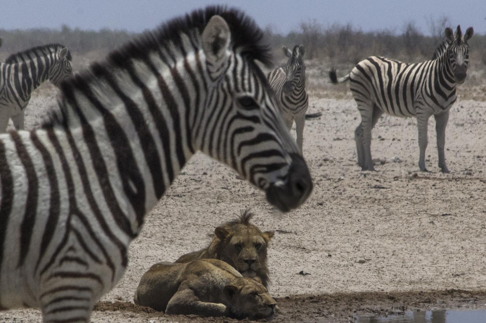Namibia’s Wild Safaris with Victoria Falls Zimbabwe