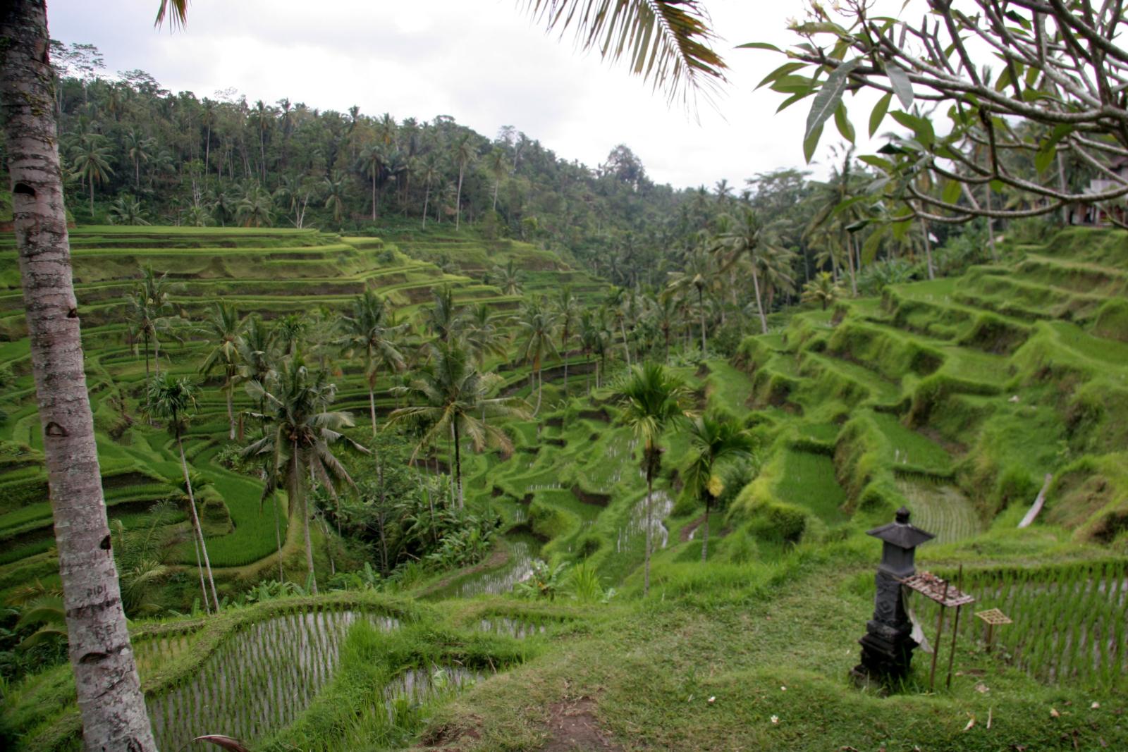Bali's Ultimate Hidden Bamboo Escape