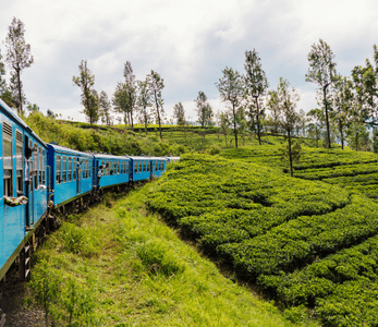 5 STAR ALL-Inclusive 14-night Sri Lanka