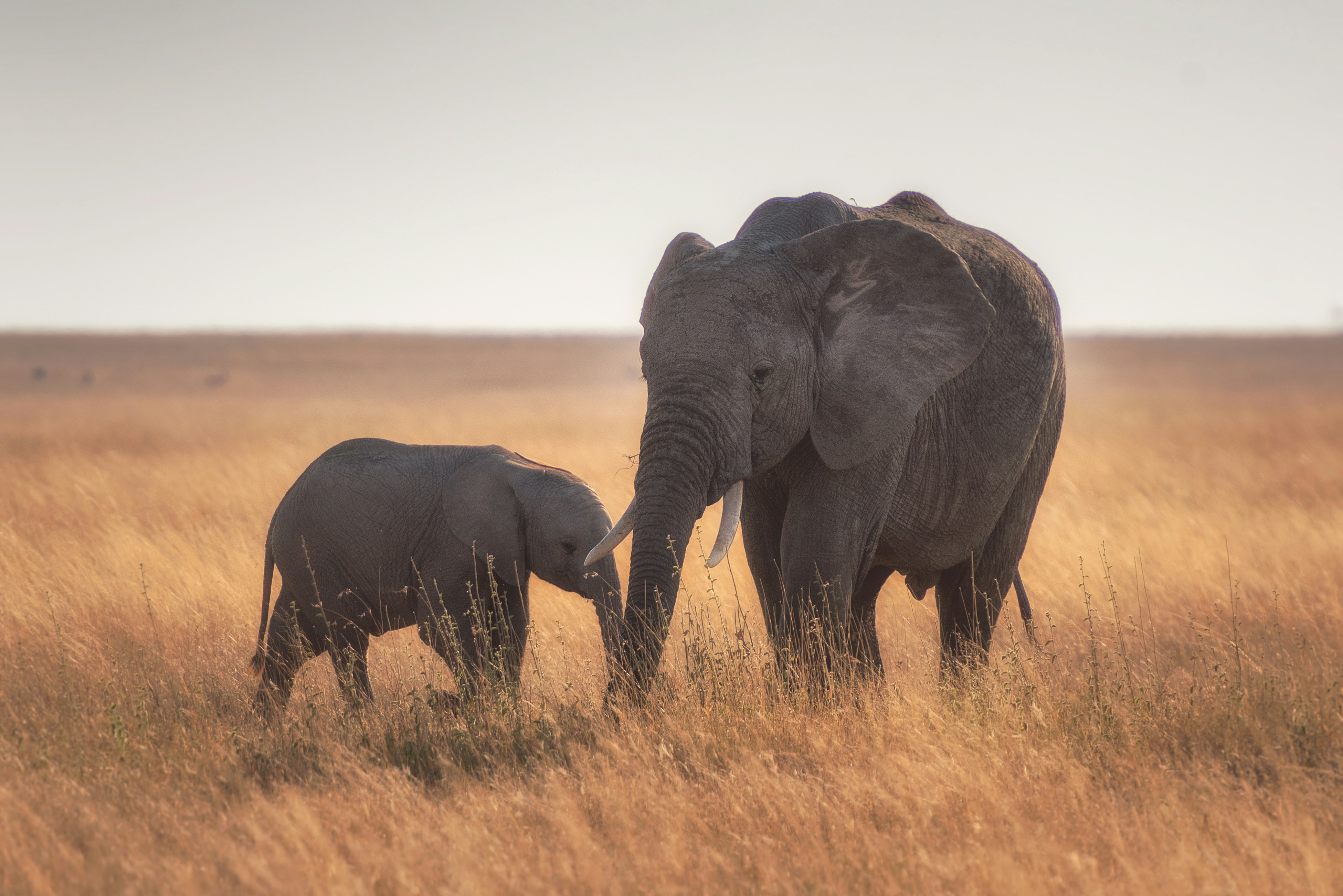 Tanzania & Zanzibar