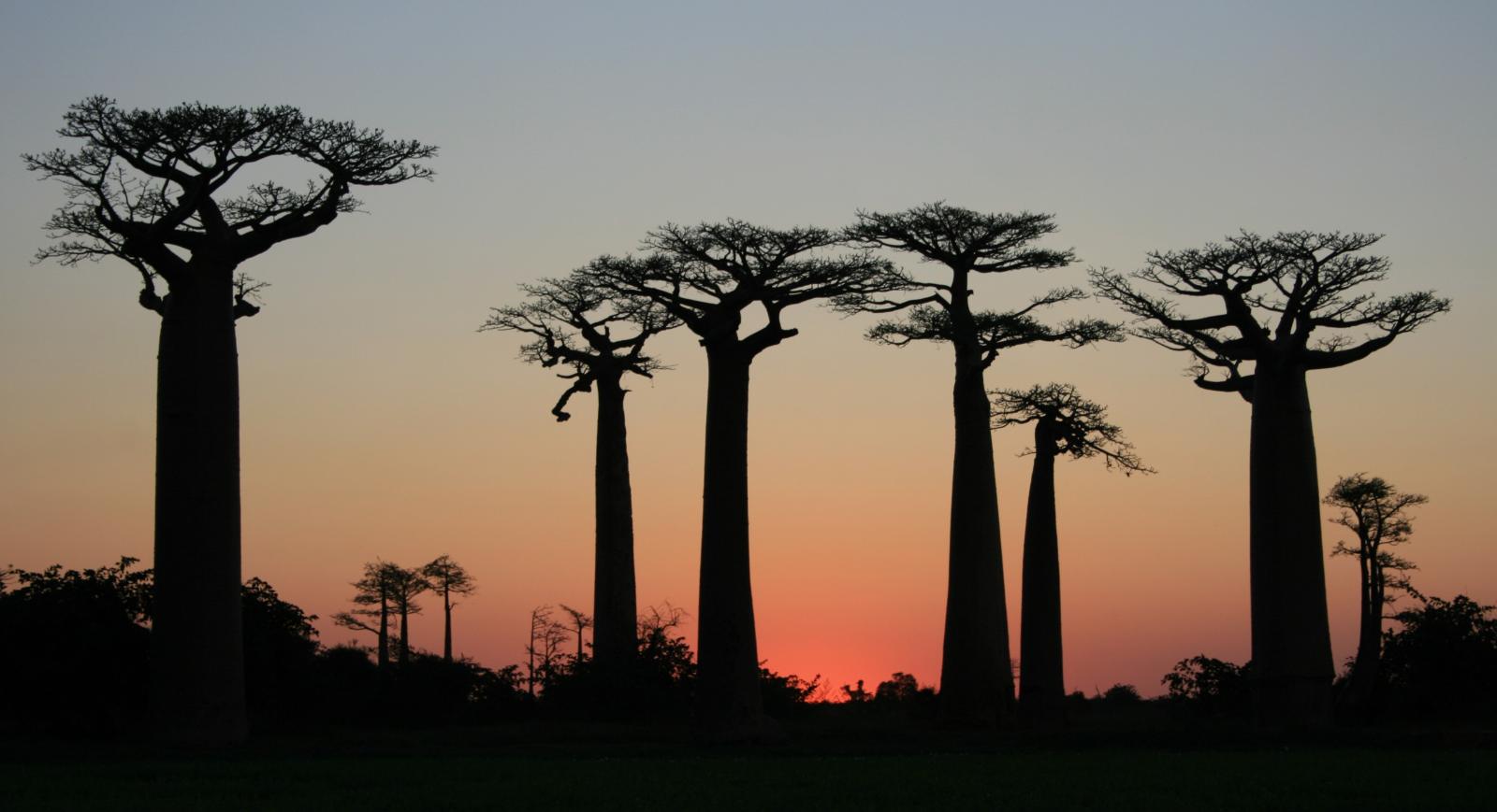 Madagascar: Island of Lemurs, Baobabs & Wild Adventures
